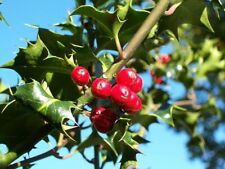 Agrifoglio ilex aquifolium usato  Trappeto