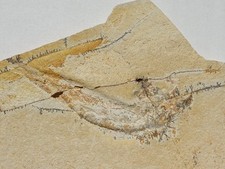 Tharsis dubius fisch gebraucht kaufen  Berg b.Neumarkt i.d.OPf.