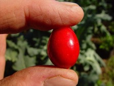 Cedar bay cherry for sale  Tuscaloosa