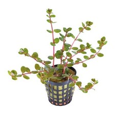 Rotala orange juice for sale  CREDITON