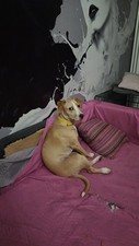 Cuccioli cane regalo usato  Collegno