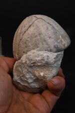 Oursin fossile gangue d'occasion  Forcalquier