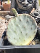 Purple prickly pear for sale  Phoenix