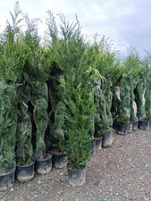 Leylandii hedging plants for sale  EGHAM