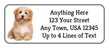 Havanese dog puppy for sale  Rippey