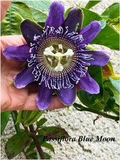 Passiflora blue moon d'occasion  Arzacq-Arraziguet