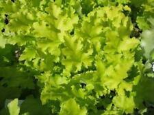 Pack heuchera hybrida for sale  UK