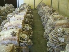 Pani funghi pleurotus usato  Belpasso