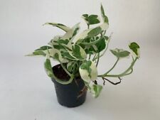 Efeutute pinnatum ablg gebraucht kaufen  Koblenz