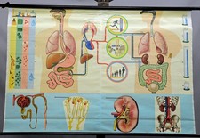 Gráfico de parede de anatomia médica do corpo humano pulmões renais comprar usado  Enviando para Brazil