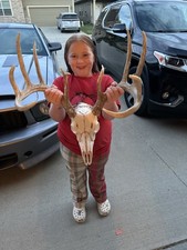 Whitetail antlers mounted for sale  Altoona