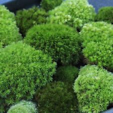Fresh cushion moss for sale  Tewksbury