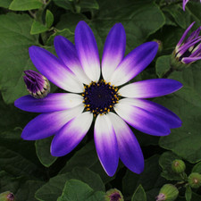 Aschenblume senetti lilablau gebraucht kaufen  Deutschland