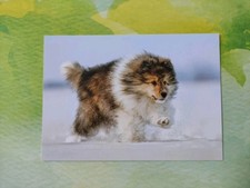 sheltie gebraucht kaufen sheltie gebraucht kaufen Borna