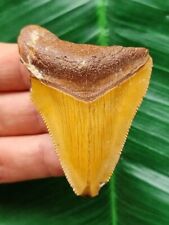Zahn megalodon marokko gebraucht kaufen  Göppingen