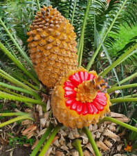 Encephalartos natalensis no usato  Napoli