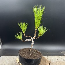 Shohin japanese red for sale  HULL