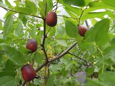 Ziziphus jujuba chinesische gebraucht kaufen  Dillingen a.d.Donau