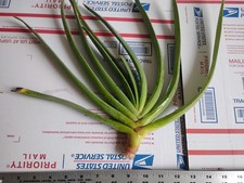 Fan aloe plicatilis for sale  Ventura