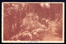 Bel cadore venas usato Bel cadore venas usato  Villorba