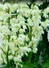 Palmlilie yucca stk gebraucht kaufen  Bietigheim-Bissingen