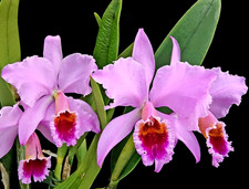 Rare cattleya percivaliana for sale  LONDON