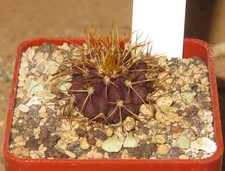 Uebelmannia buingii green usato  Spedire a Italy