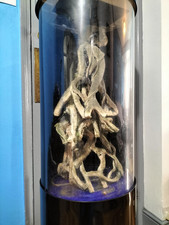 Acrylic aquarium fish for sale  LONDON