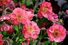 Geum pink petticoats for sale  BELPER