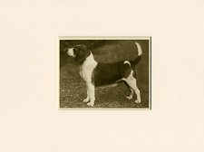 Beagle original vintage for sale  COLEFORD