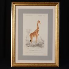 Lithographie XIXème Siècle Carmelopardalis Girafa Histoire Naturelle Girafe comprar usado  Enviando para Brazil