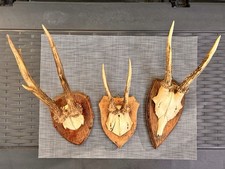 Rehkopf rehschädel rehgeweih gebraucht kaufen  Northeim