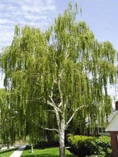 100 seed weeping for sale  Parsippany