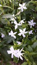 Vinca periwinkle lucky for sale  ST. AUSTELL
