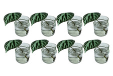 Plant propagation station for sale  WATFORD