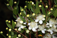 Myrtus communis mirto usato  Sonnino
