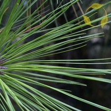 Loblolly pine pinus for sale  Jacksonville