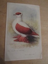 Swallow pigeon feathered for sale  NOTTINGHAM