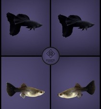Trio guppy black for sale  Opa Locka