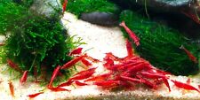 Red cherry shrimp for sale  East Setauket