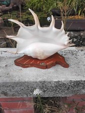 Stunning vintage giant for sale  WINCHESTER