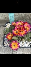 Sulcorebutia callecallense vz5 gebraucht kaufen  Titz