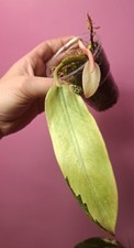 Philodendron Whipple Way na sprzedaż  PL