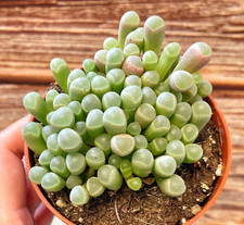 Baby toes fenestraria for sale  WALSALL