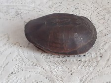 Pelusios castaneus taxidermie d'occasion  Béziers