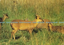 D206080 suffolk muntjac for sale  WARLINGHAM