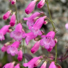 Penstemon pink endurance for sale  STOKE-ON-TRENT