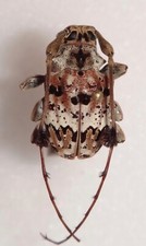 Cerambycidae anisocerus scopif for sale  Depauw