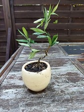 Olivier arbre bonsai d'occasion  Soisy-sous-Montmorency