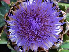 Distel mariendistel silybum gebraucht kaufen  Muldestausee